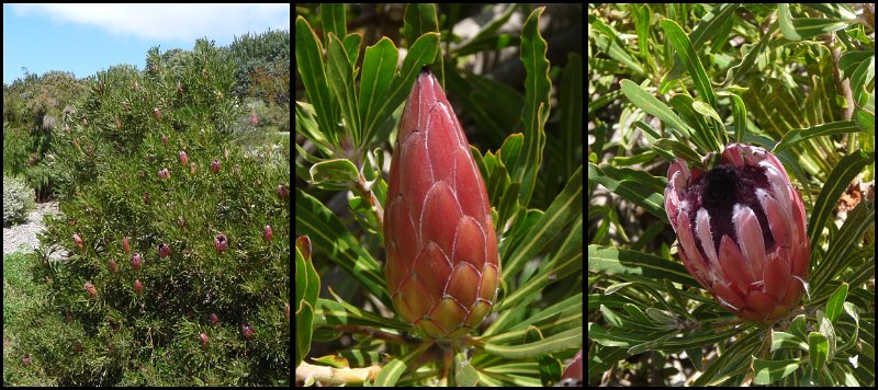 (43) Long-bud Sugarbush (Protea longifolia).JPG